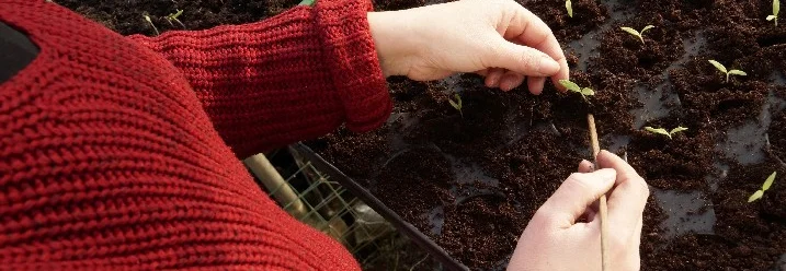 Person pikiert Setzlinge mit Pikierstab