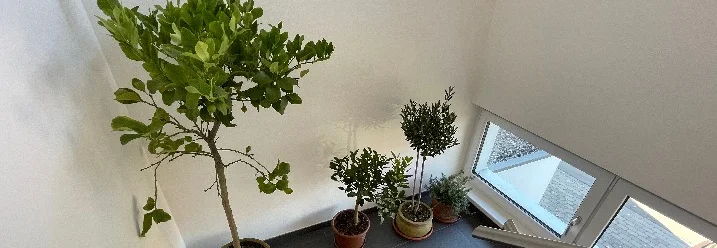 Vier Topfpflanzen im Treppenhaus