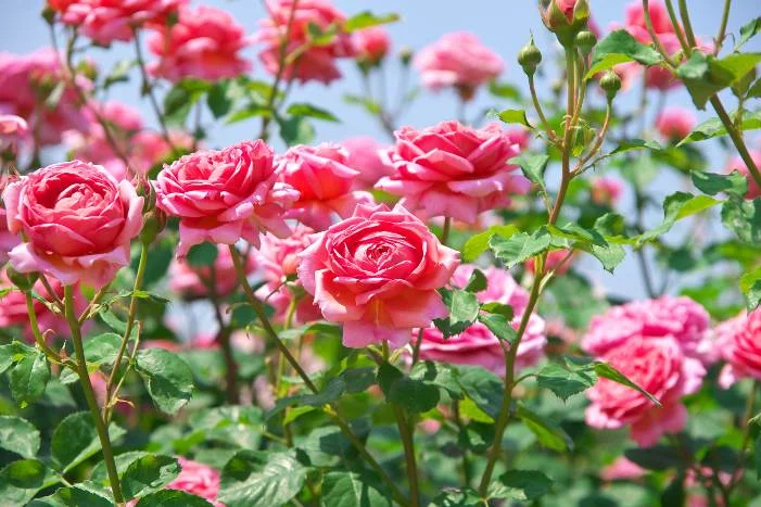 Rosa Rosenblüten an einem Rosenbusch