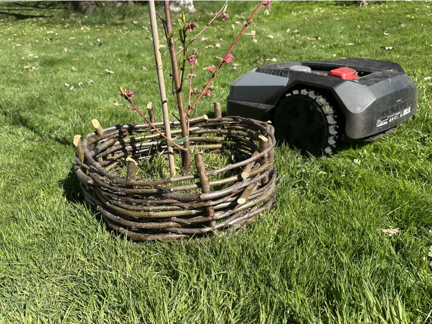 Baumschutz aus Zweigen