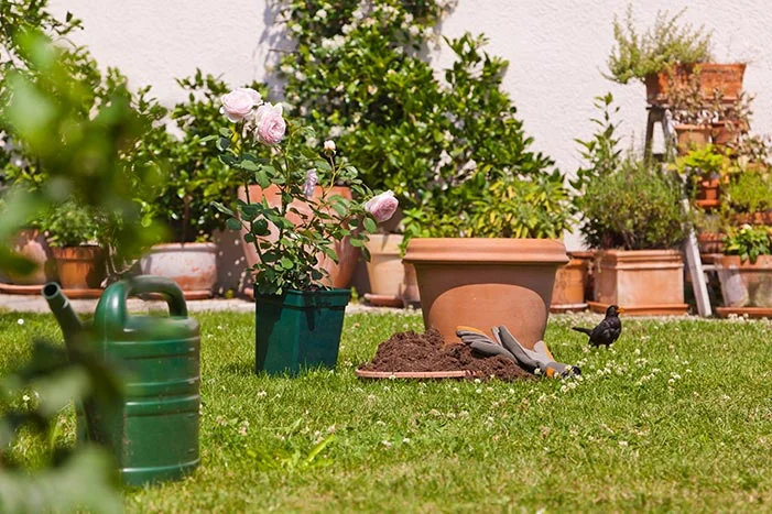 Gartenarbeit mit Rosen und Gießkanne