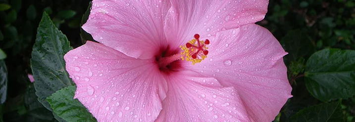 Rosa Hibiskusblüte mit Regentropfen