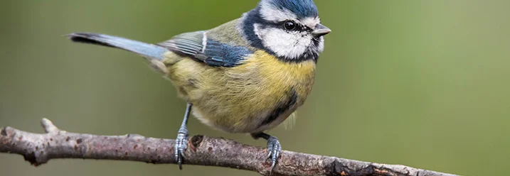 Blaumeise auf einem Ast