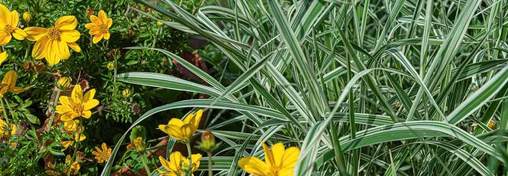 Gelbe Blumen und grün-weiß gestreiftes Ziergras.