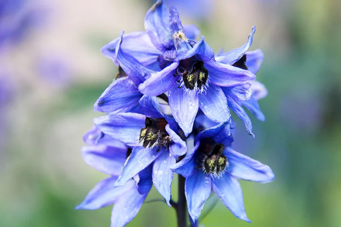 Blaue Ritterspornblüten
