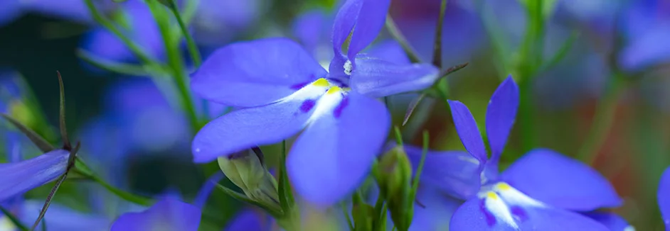 Blaue Lobelienblüten