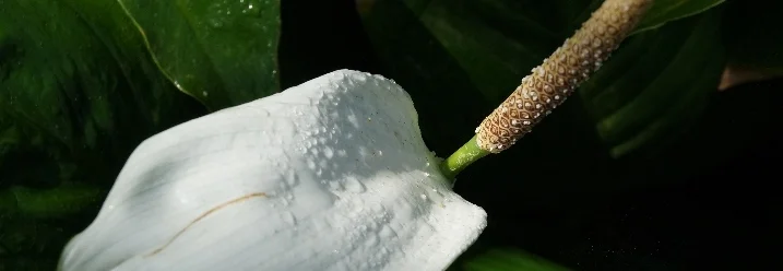 Friedenslilie mit Blüte