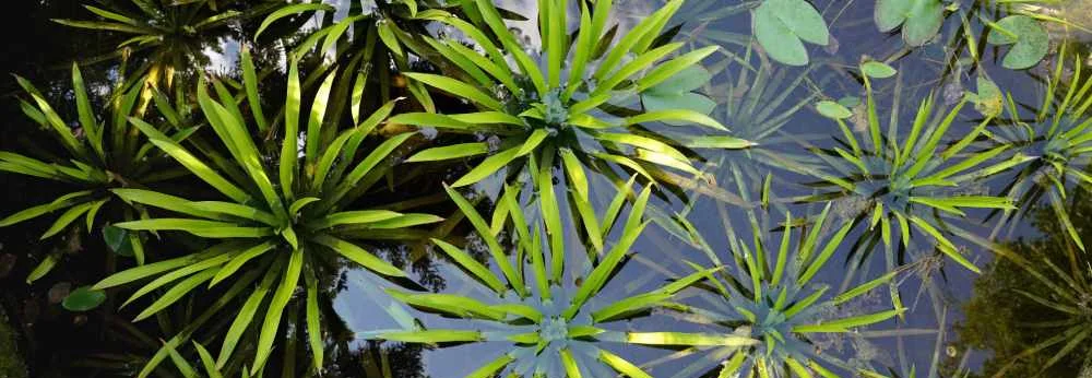 Draufsicht auf grüne Krebsscheren und Seerosenblätter in einem Gartenteich