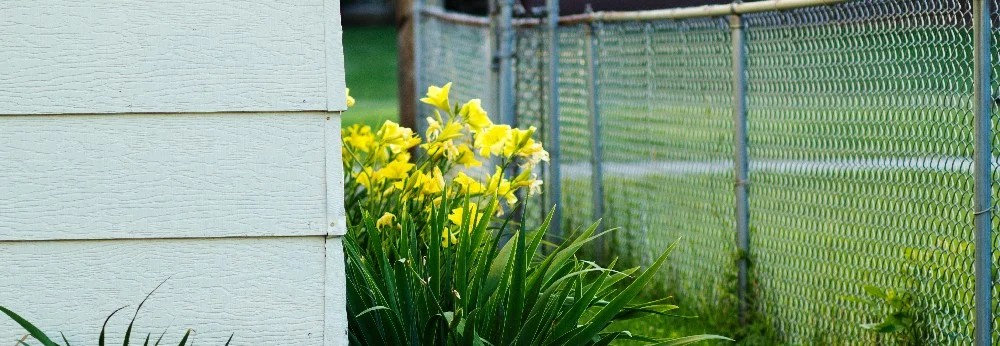 Gelbe Lilien an einem Zaun.