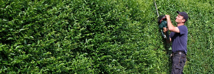 Person schneidet Hecke mit Heckenschere
