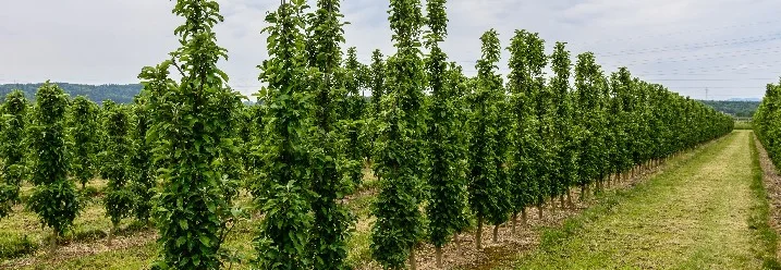 Reihe frisch gepflanzter Bäume auf einer Plantage