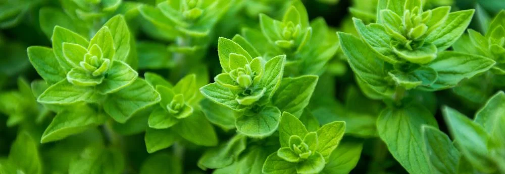 Frischer Oregano