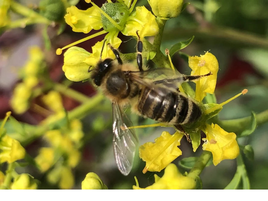 Biene auf gelber Blüte