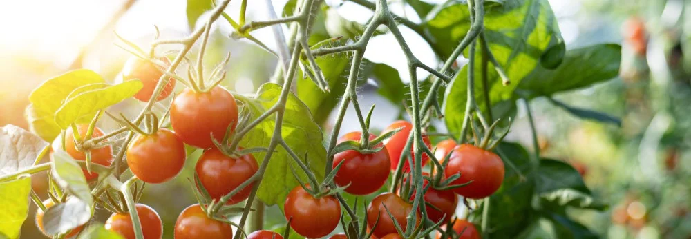 Reife Tomaten an einer Pflanze
