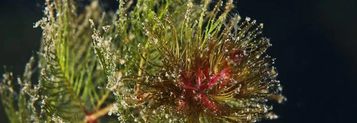 Nahaufnahme einer grünen Wasserpflanze