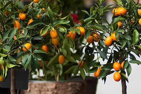 Drei kleine Kumquat-Bäumchen