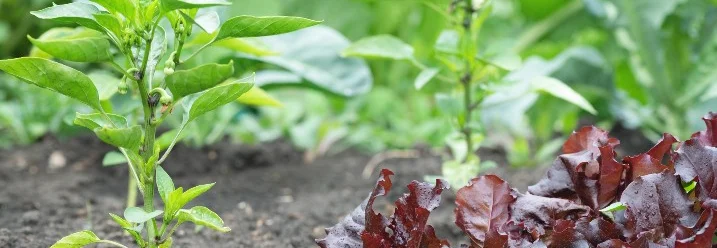 Paprika- und Salatpflanzen im Gartenbeet