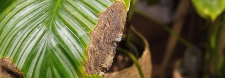 Blatt einer Pflanze mit braunem Fleck