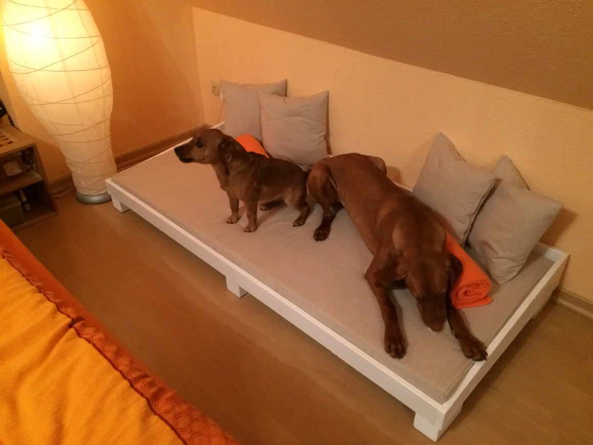 Zwei Hunde auf einem erhöhten Hundebett