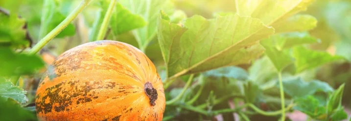 Gelber Kürbis wächst im Garten