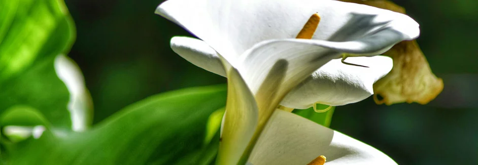 Blume mit weißen Hochblättern und gelbem Kolben