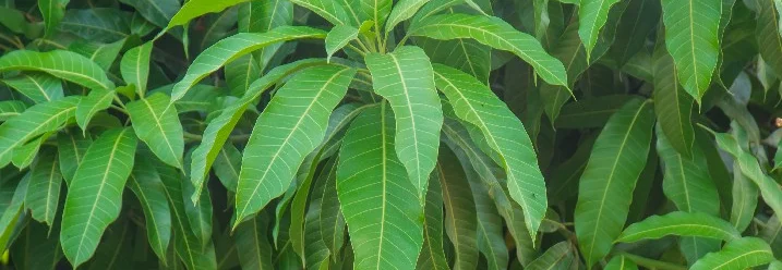 Dicht bewachsene Mangobaumblätter