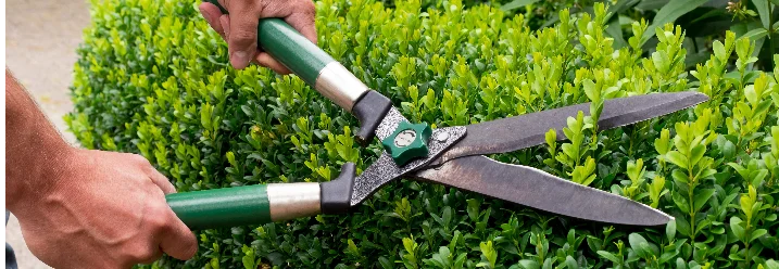 Person schneidet Hecke mit Heckenschere
