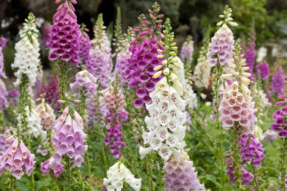 Nahaufnahme von Fingerhüten in voller Blüte