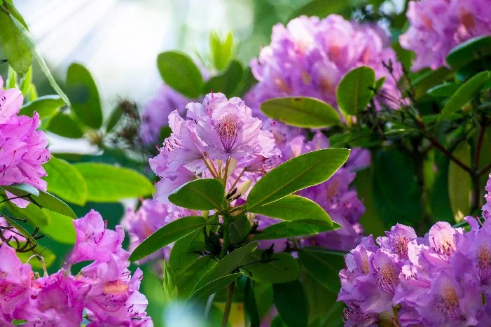 Lila Rhododendronblüten