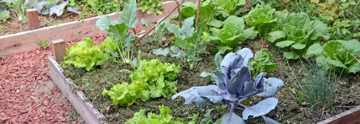 Gemüsebeete mit Mulch