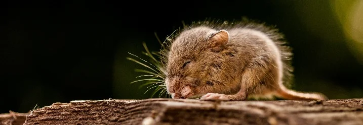 Schlafende Maus auf Holz