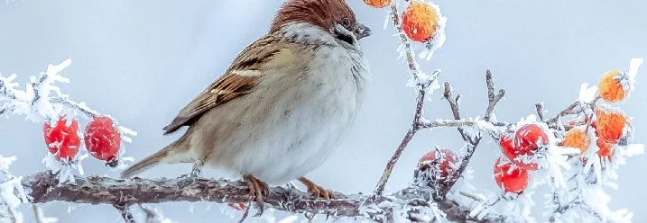 Spatz auf einem verschneiten Zweig