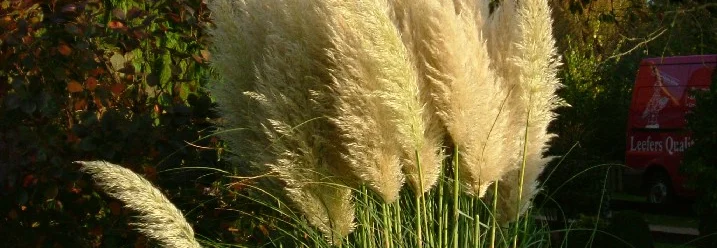 Hohes Pampasgras im Garten