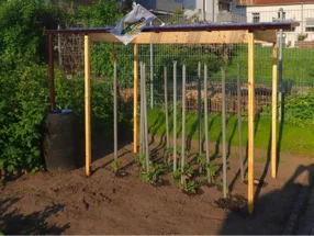 Tomatenpflanzen mit Rankhilfe im Garten