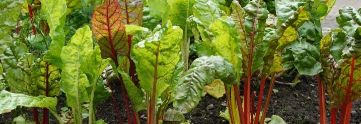 Mangold im Beet