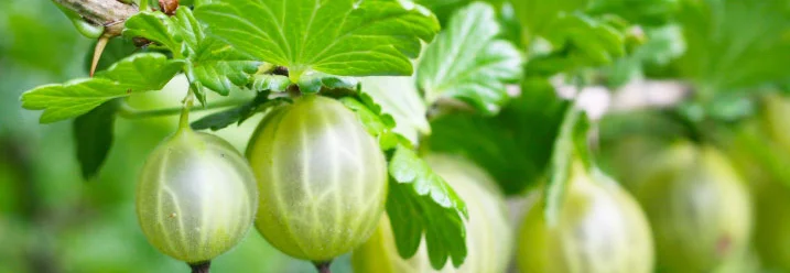 Grüne Stachelbeeren an einem Strauch