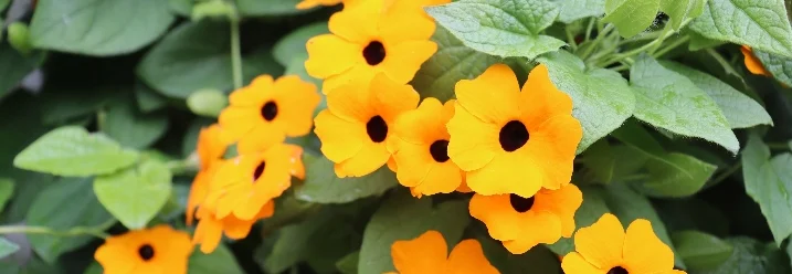 Orange Blüten mit schwarzem Punkt