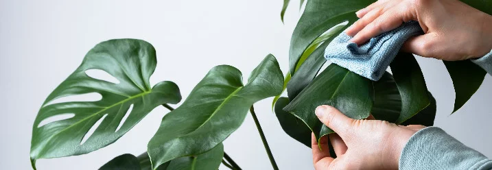 Hände reinigen ein Blatt einer Monstera mit einem Tuch.