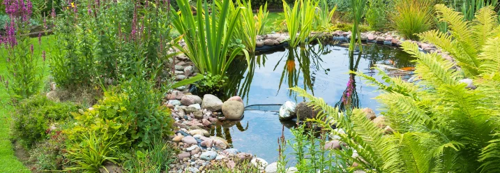 Gartenteich mit Seerosen und Farnen