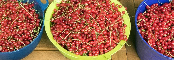 Drei Schüsseln mit roten Johannisbeeren