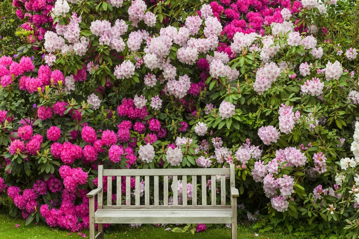 Holzbank vor blühenden Rhododendren