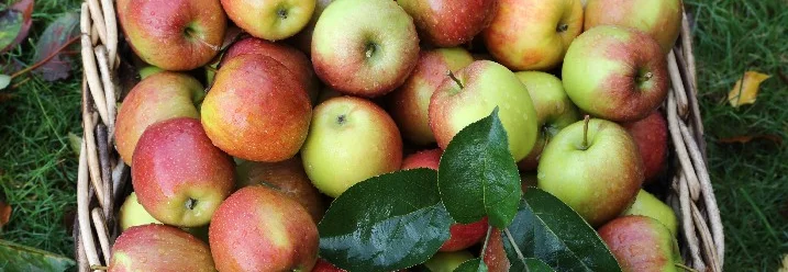 Korb voller Äpfel mit Blättern