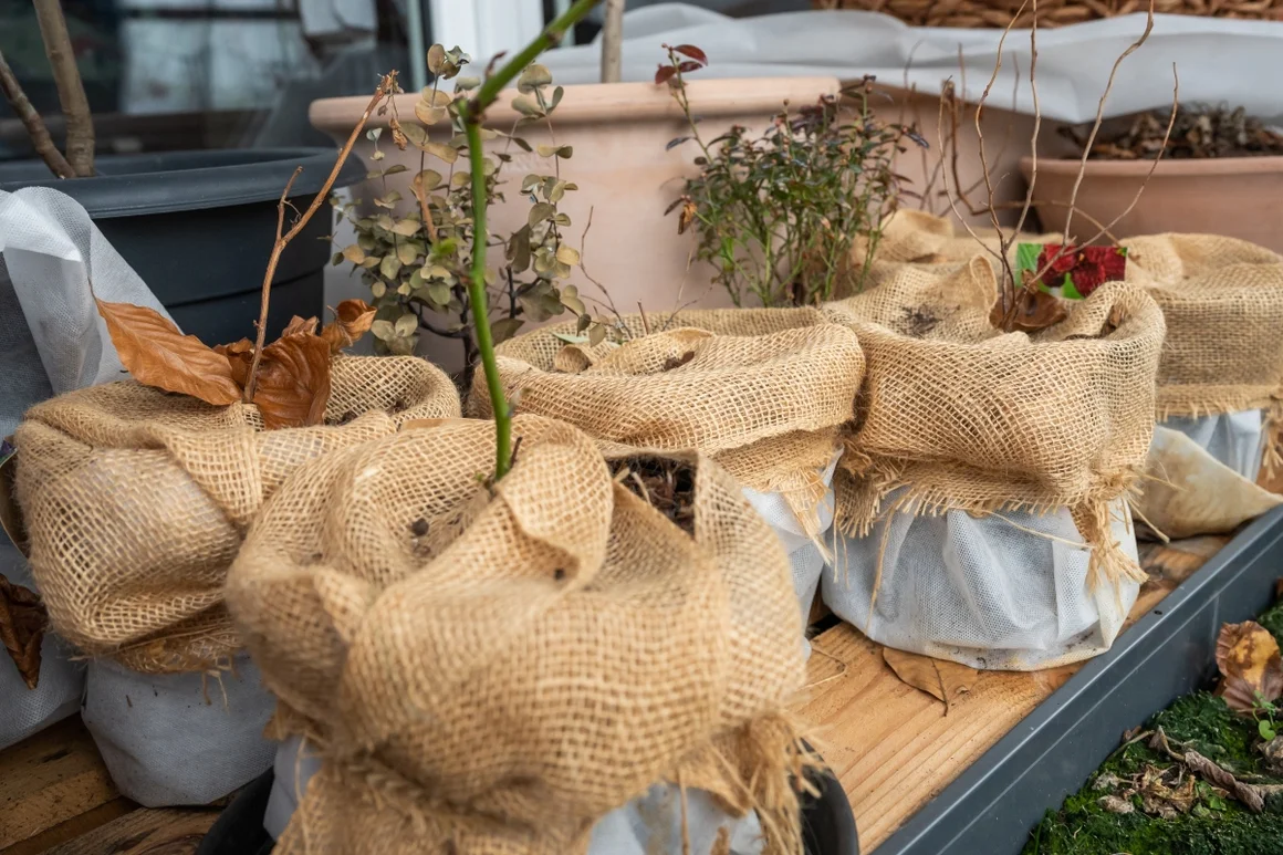 Eingepackte Pflanzen im Winter