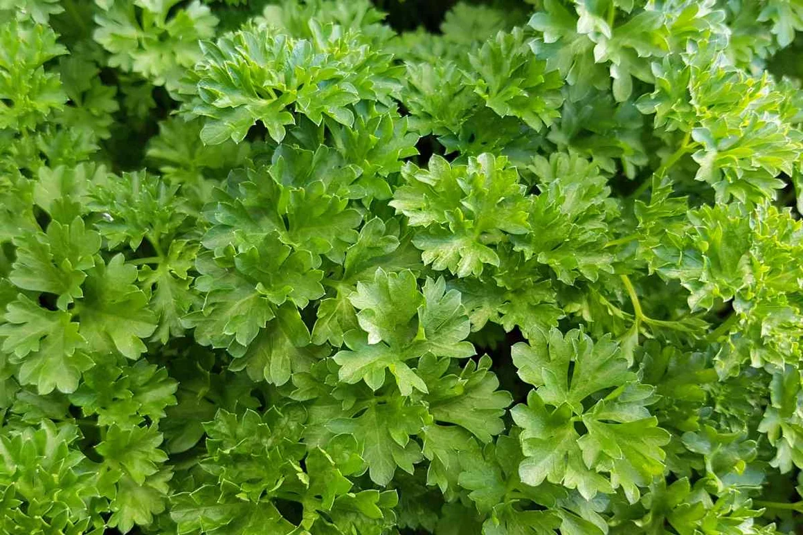 Frische Petersilie