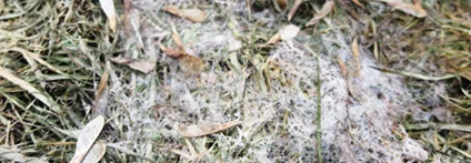Schimmel auf Gras