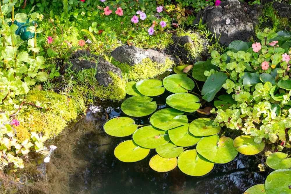 Grüne Seerosenblätter schwimmen auf einem Teich neben blühenden Pflanzen.