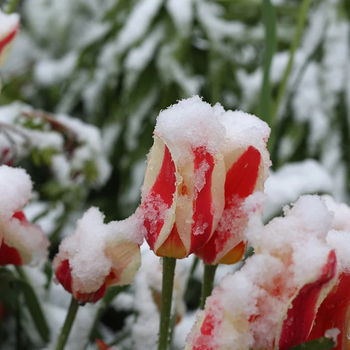 Verschneite rot-weiße Tulpen