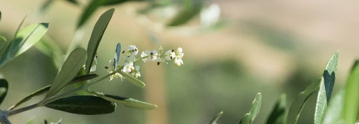 Olivenbaumzweig mit Blüten