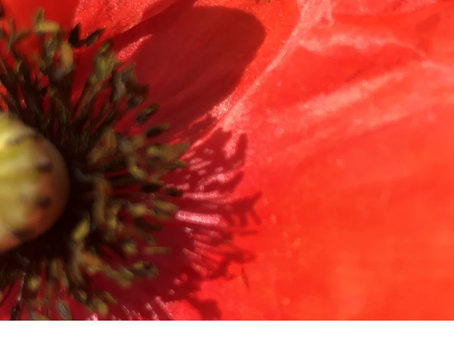 Nahaufnahme einer roten Mohnblume