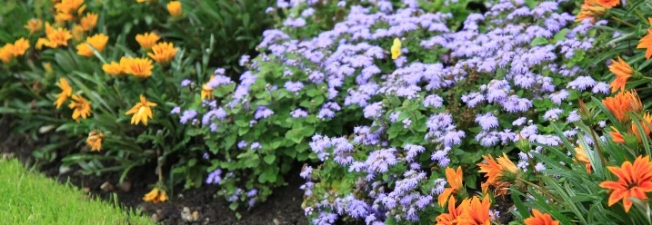 Blumenbeet mit orangen und blauen Blumen